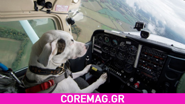 Σκύλοι μαθαίνουν να πιλοτάρουν αεροπλάνο